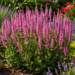 Šalvia hájna (Salvia nemorosa) ‘PINK BEAUTY´ - kont. C1L